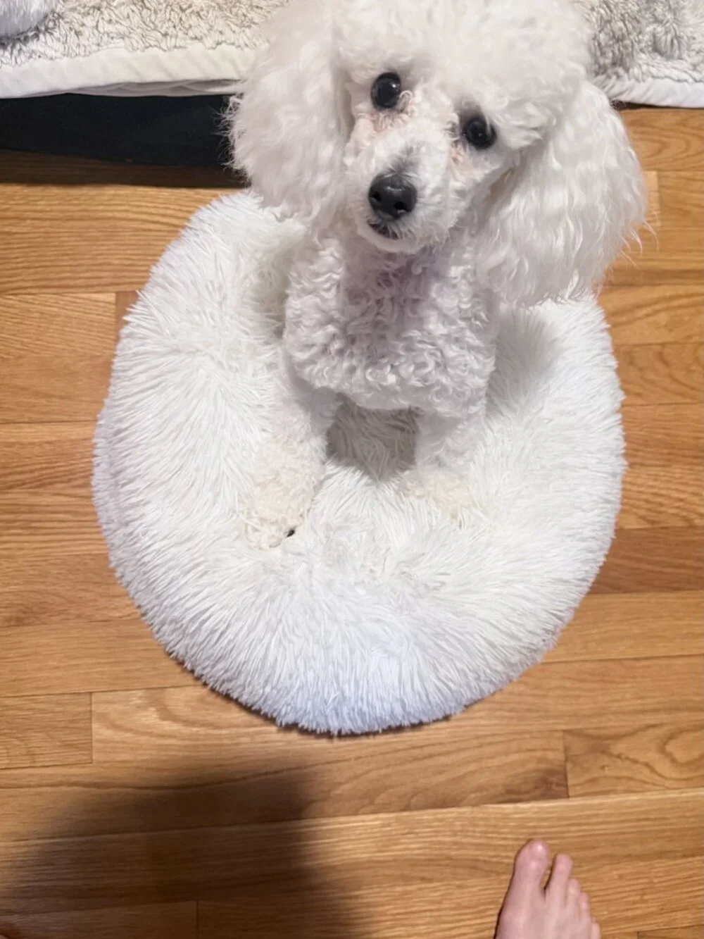 XS Calming Pet Bed 40cm White